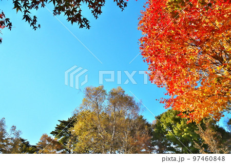 カエデ 紅葉 カエデ 紅葉 97460848