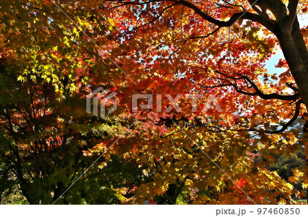 カエデ 紅葉 カエデ 紅葉 97460850