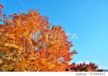 カエデ 紅葉 カエデ 紅葉 97460852