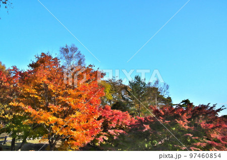 カエデ 紅葉 カエデ 紅葉 97460854
