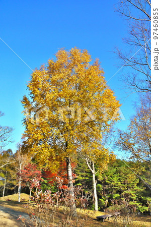 カエデ 紅葉 カエデ 紅葉 97460855