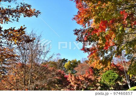 カエデ 紅葉 カエデ 紅葉 97460857