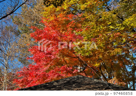 カエデ 紅葉 カエデ 紅葉 97460858