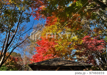 カエデ 紅葉 カエデ 紅葉 97460859