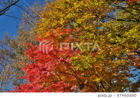 カエデ 紅葉 カエデ 紅葉 97460860