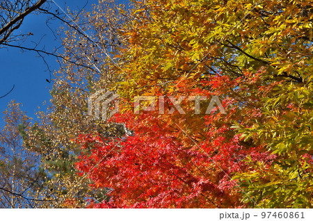 カエデ 紅葉 カエデ 紅葉 97460861