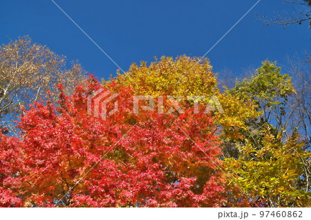カエデ 紅葉 カエデ 紅葉 97460862