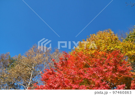 カエデ 紅葉 カエデ 紅葉 97460863