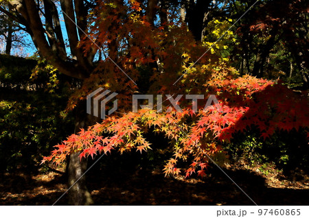 カエデ 紅葉 カエデ 紅葉 97460865