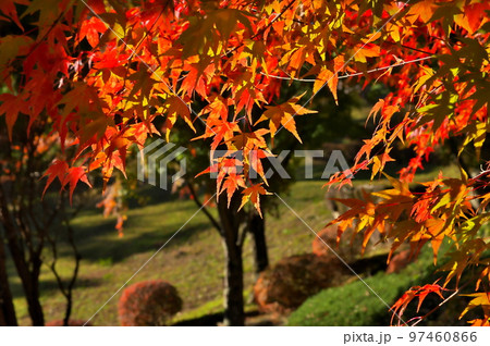 カエデ　紅葉 97460866
