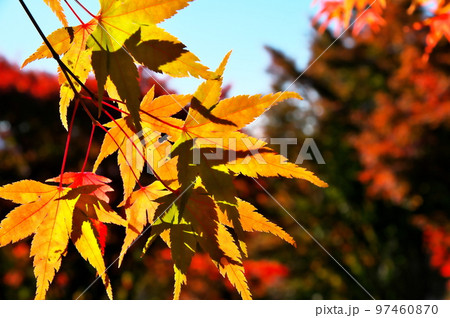 カエデ 紅葉 カエデ 紅葉 97460870