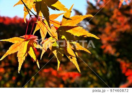 カエデ　紅葉 97460872