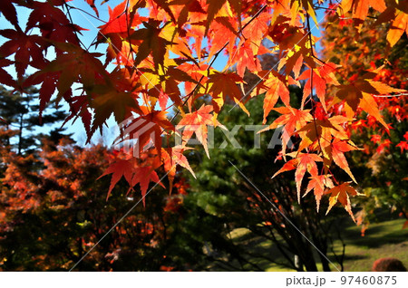 カエデ 紅葉 カエデ 紅葉 97460875