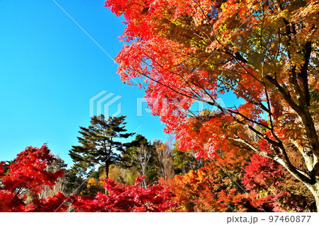 カエデ 紅葉 カエデ 紅葉 97460877