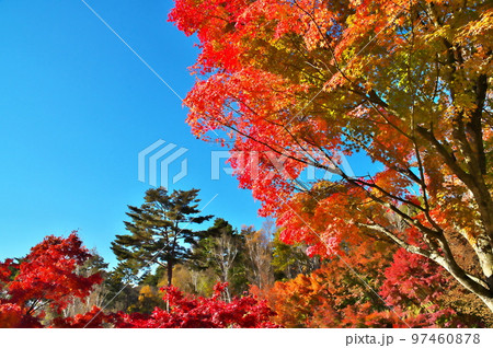 カエデ 紅葉 カエデ 紅葉 97460878