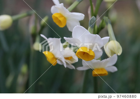日本の冬の庭に咲く白い花びらと黄色い副花冠を持つ日本水仙の花 97460880
