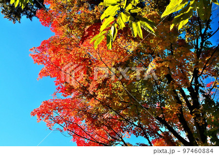 カエデ 紅葉 カエデ 紅葉 97460884