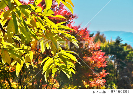 カエデ 紅葉 カエデ 紅葉 97460892