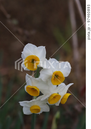 日本の冬の庭に咲く白い花びらと黄色い副花冠を持つ日本水仙の花 97460893