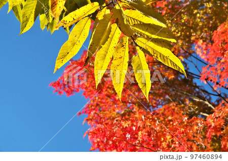 カエデ 紅葉 カエデ 紅葉 97460894