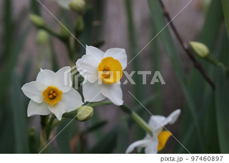 日本の冬の庭に咲く白い花びらと黄色い副花冠を持つ日本水仙の花 日本の冬の庭に咲く白い花びらと黄色い副花冠を持つ日本水仙の花 97460897