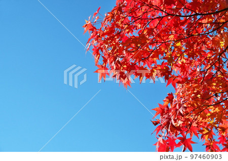 カエデ 紅葉 カエデ 紅葉 97460903