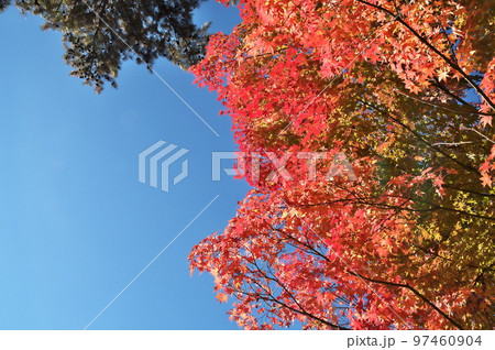 カエデ 紅葉 カエデ 紅葉 97460904