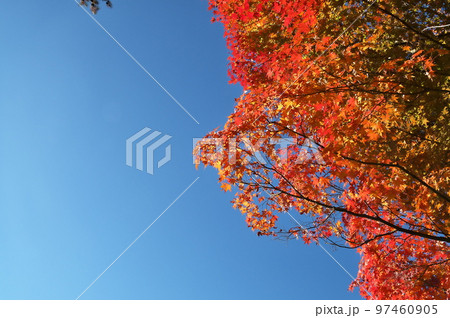 カエデ 紅葉 カエデ 紅葉 97460905