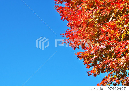 カエデ 紅葉 カエデ 紅葉 97460907