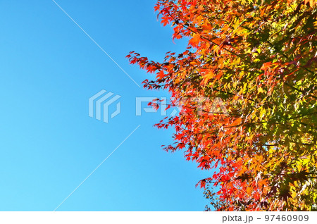 カエデ　紅葉 97460909