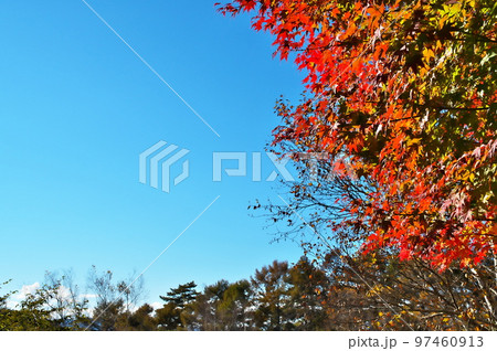 カエデ 紅葉 カエデ 紅葉 97460913