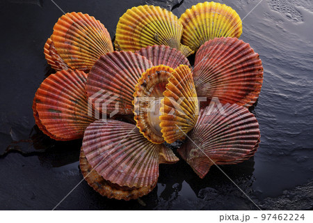 緋扇貝 97462224