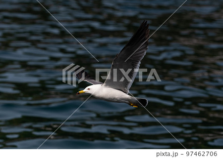 海鳥スナップ 海鳥スナップ 97462706
