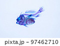 魚類の透明標本 97462710