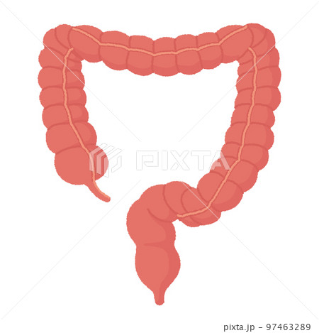 大腸のイラスト 97463289
