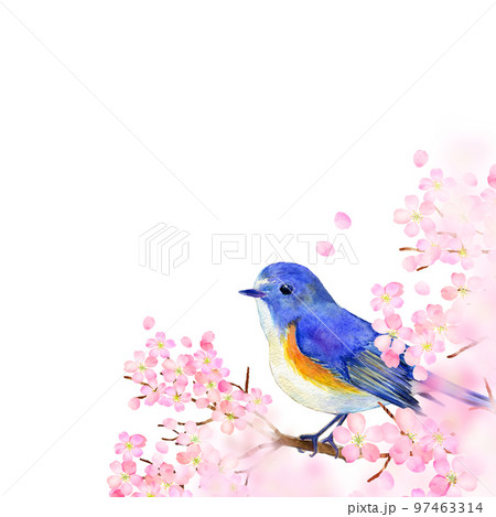 満開の桜とルリビタキ　春イメージ 97463314