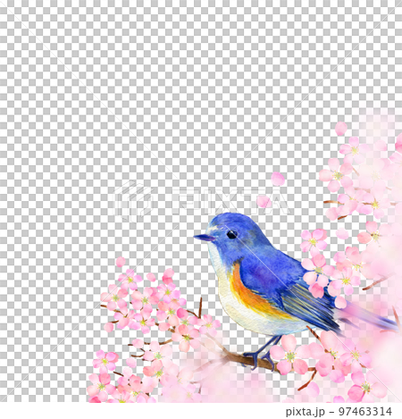 満開の桜とルリビタキ　春イメージ 97463314