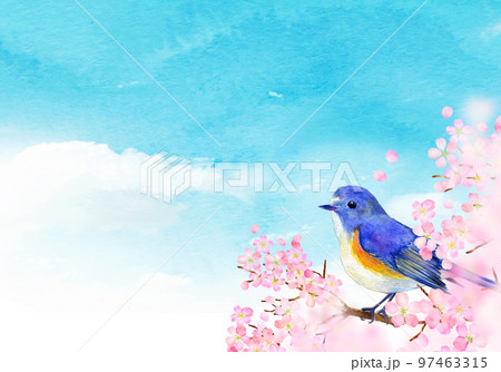 満開の桜とルリビタキ　春イメージ 97463315