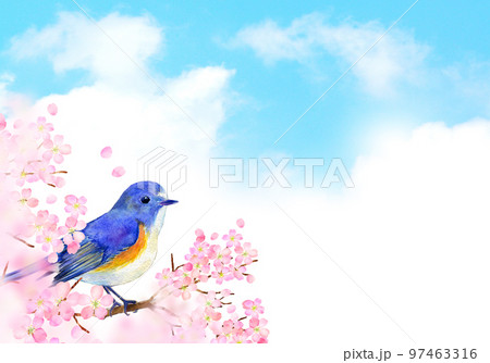 満開の桜とルリビタキ　春イメージ 97463316