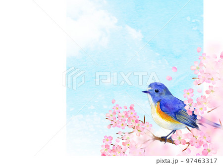 満開の桜とルリビタキ　春イメージ 97463317