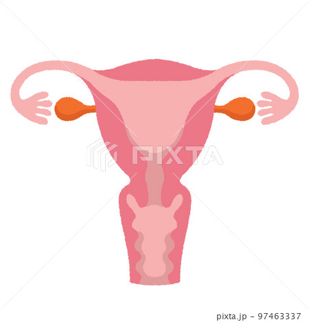 子宮のイラスト 97463337