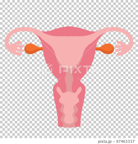 子宮のイラスト 97463337