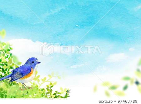 若葉にとまるルリビタキ　水彩イラスト 97463789