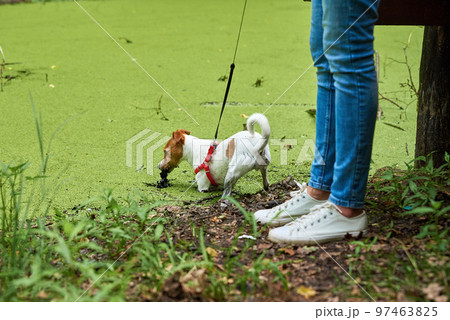 Dirty dog have fun in swamp, Wet pet in puddle 97463825