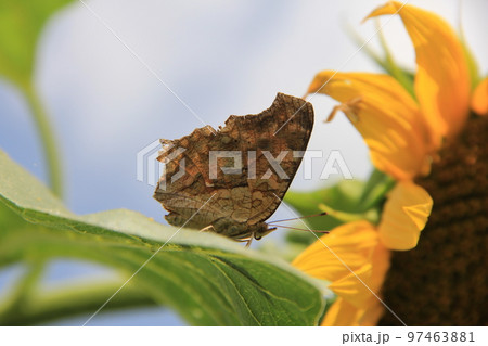 ヒマワリの葉に乗っている「シータテハ」 97463881