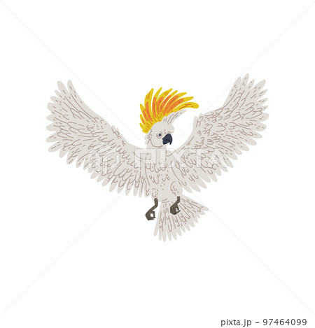 Cockatoo parrot flying with wings spread, flat vector illustration isolated. 97464099