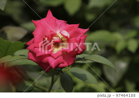 荒尾市　おもやい市民花壇　バラの花、 97464188