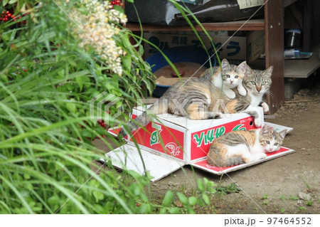 猫の親子 97464552