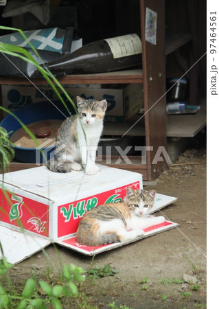 子猫 子猫 97464561