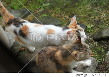 猫の背中 97464564